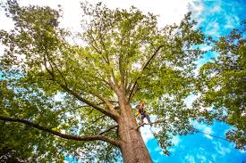 How Our Tree Care Process Works  in  Mentone, CA