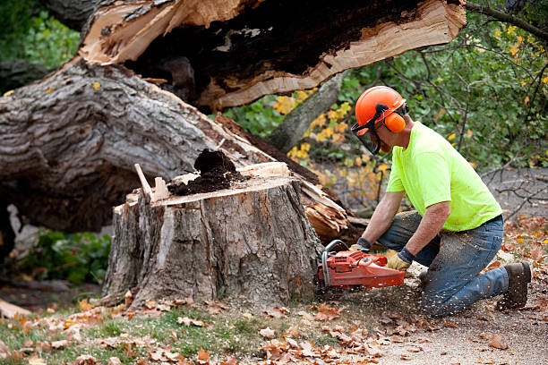 Mentone, CA Tree Services Company
