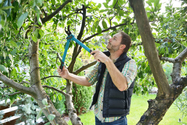 Best Tree Cabling and Bracing  in Mentone, CA